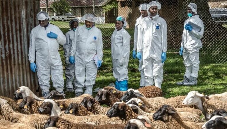 La FAO propone un plan para reducir 57% el uso de antibióticos en ganadería, en los próximos 15 años