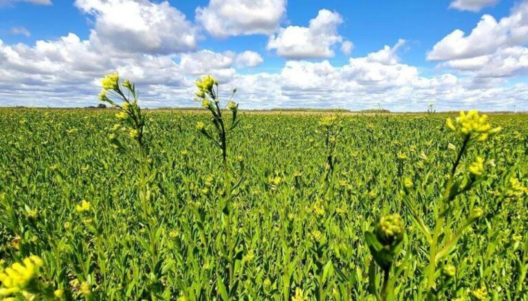 De cara a la campaña fina, la camelina motoriza un nuevo crecimiento en superficie