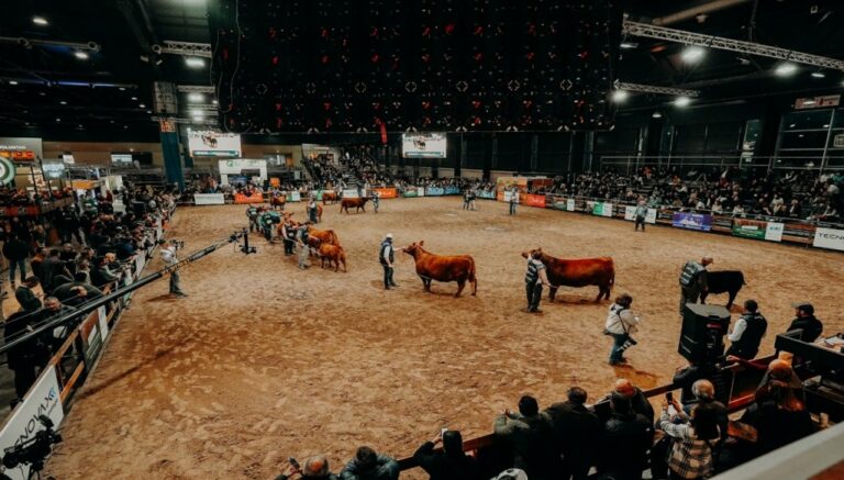 En Palermo, los Angus se preparan para su semana de otoño a pura genética y ventas