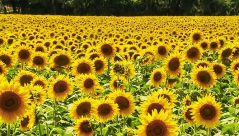 Girasol, el cultivo estrella 2024/25: la cosecha crece 30% y es la mayor en 25 años