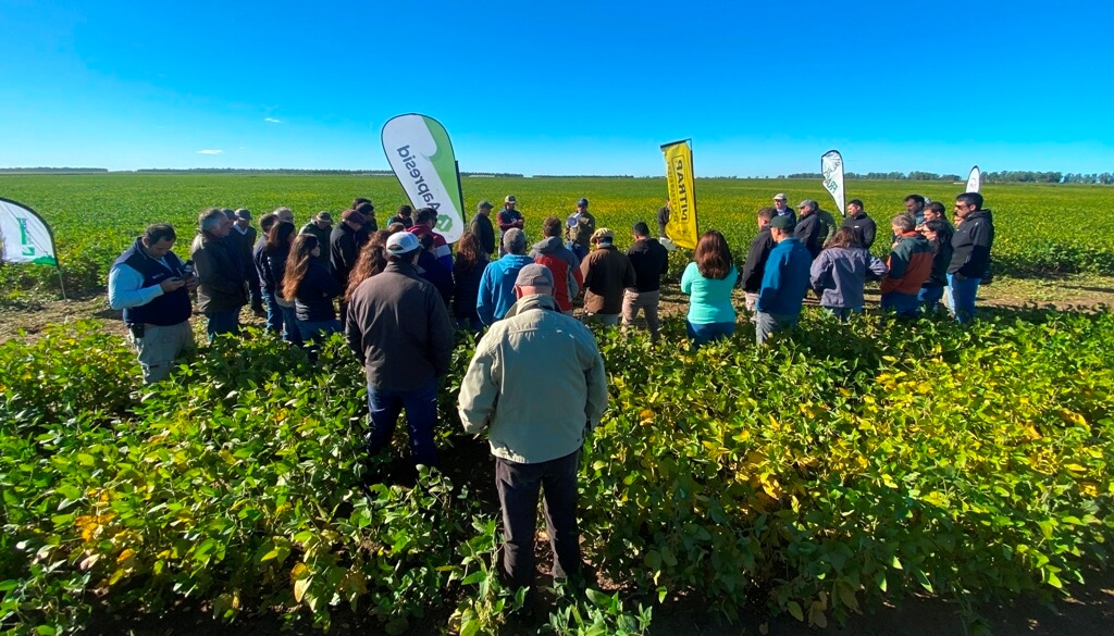 En Quenumá, La Julia mostró que biológicos más “tradicionales” es la dupla más rendidora