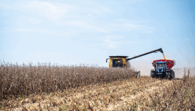 Por la marcha atrás del maíz, el Gobierno estima una cosecha gruesa menor a la del año pasado