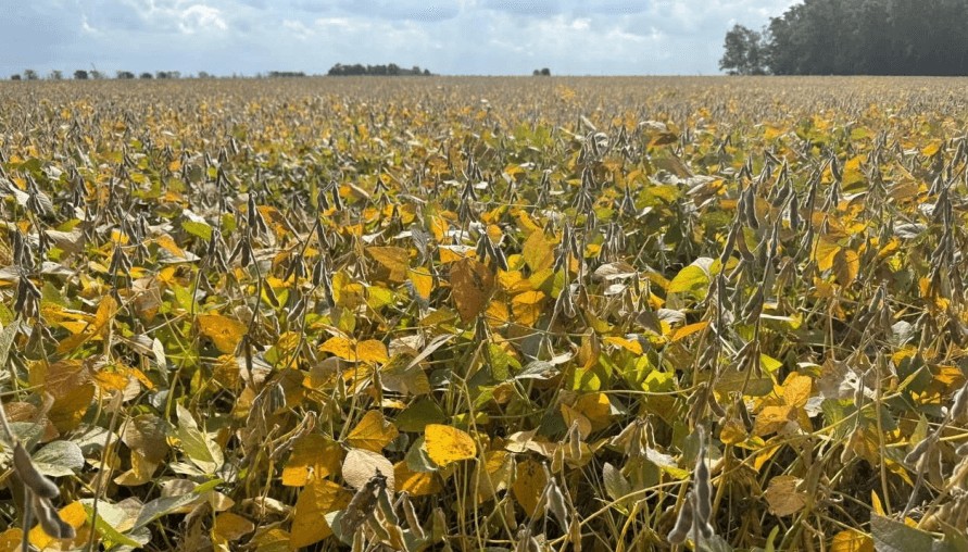 Donde logra avanzar, la cosecha de soja muestra rindes prometedores: “No bajan de los 40 qq/ha”