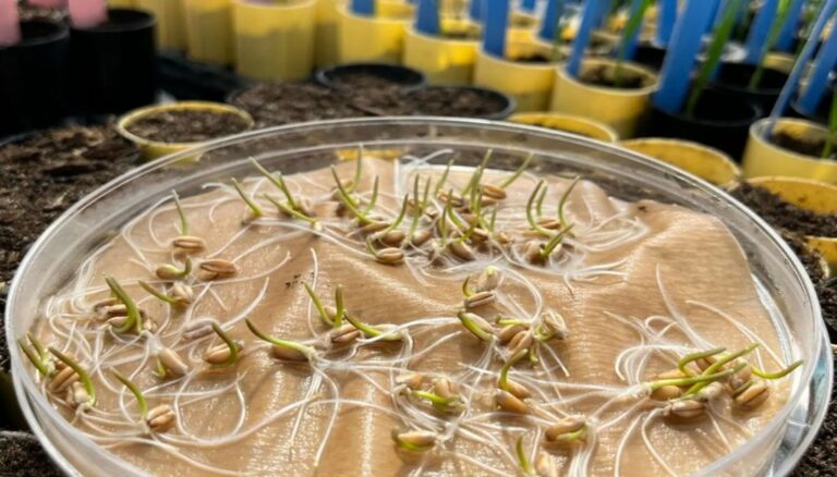 El secreto oculto del trigo: descubrieron un componente en su ADN que eleva los rindes 5%