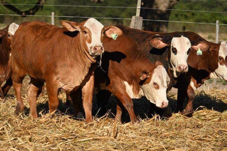 El Gobierno amplió la línea de créditos a valor novillo: también se podrá usar para recría y engorde