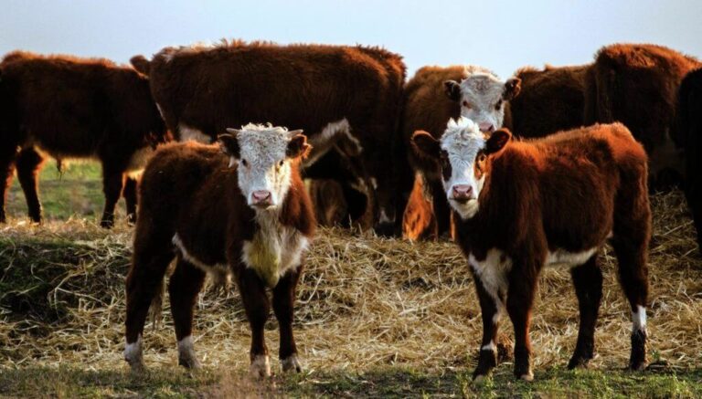 La ganadería, ante un momento soñado: con mayor apertura comercial, vuelve a atraer capital productivo