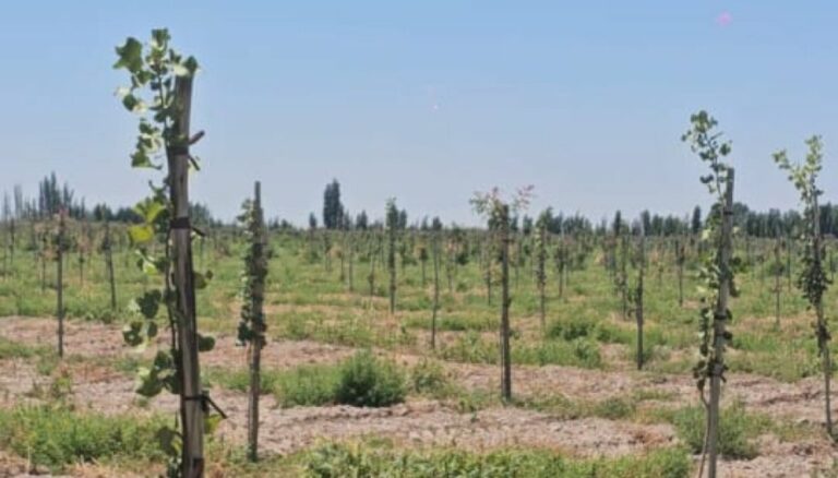 El “boom” del pistacho: buscan inversores para un nuevo proyecto productivo en San Juan