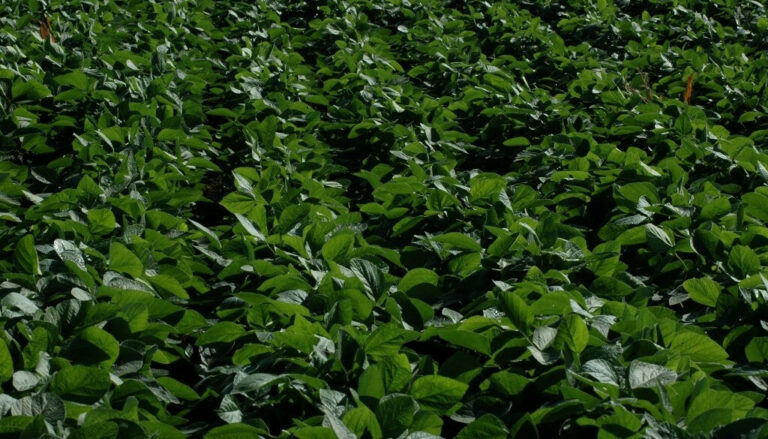 La soja avanza en la campaña 2025/26 con un plus: se confirma la muy buena calidad de la semilla