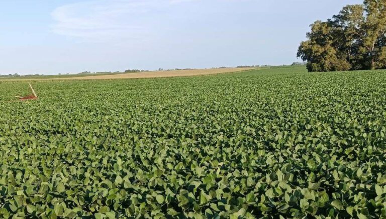 La sequía que alarma a la zona núcleo: en enero llovió menos de la mitad del promedio histórico