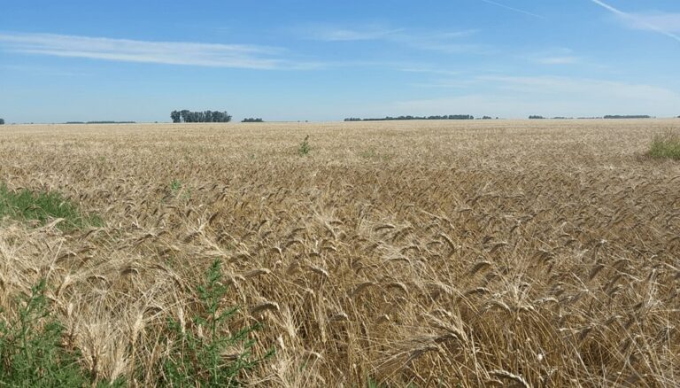La cebada también hace su aporte: cerró la cosecha con una producción histórica
