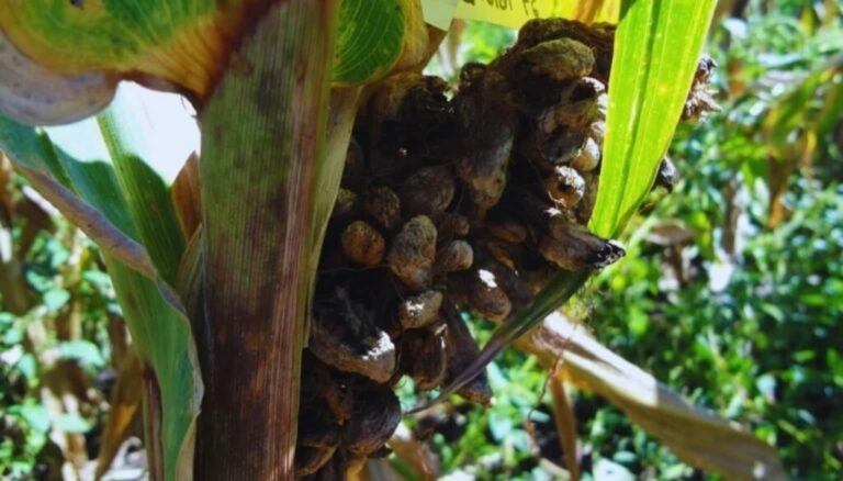 Detectan genes clave en el maíz que podrían enfrentar las principales enfermedades de la espiga