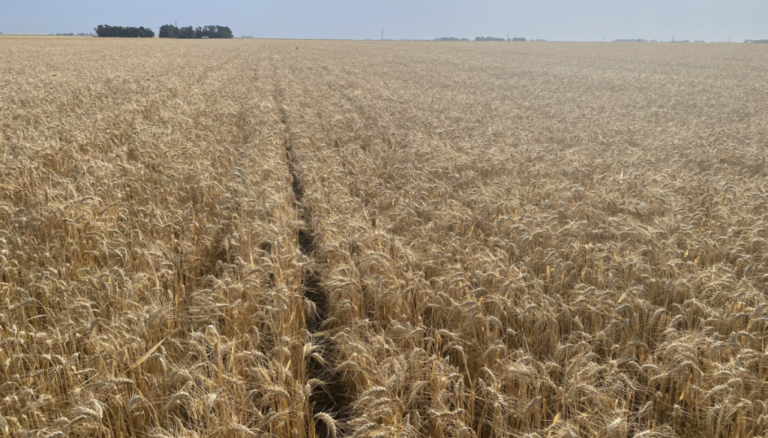 Para el Gobierno, la cosecha de trigo creció 50% y el nuevo récord es de 27,8 millones de toneladas