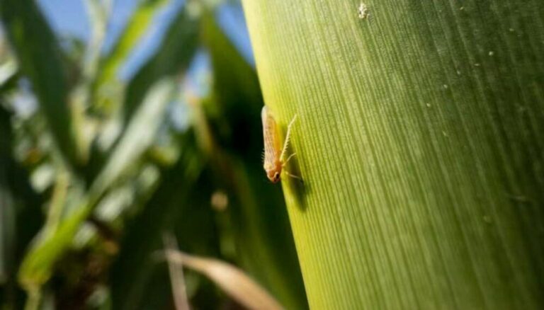 Malas y buenas con la chicharrita del maíz: la población sigue aumentando, pero la infectividad es nula