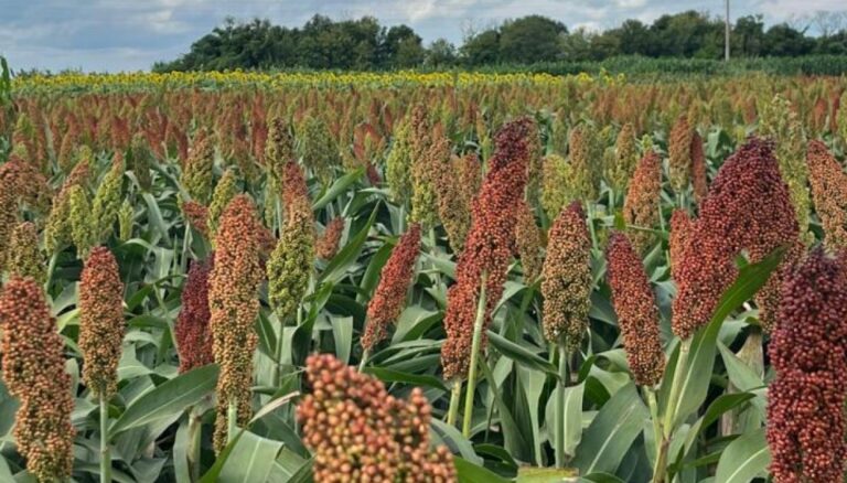 ¿Puede el sorgo tener una explosión como el girasol?: “Falta animarse a salir del esquema soja-maíz”