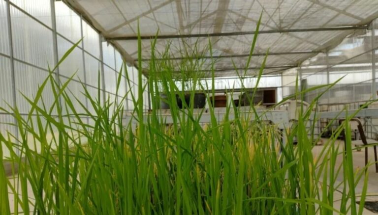 El arroz argentino entró en la era de la edición génica: un hito para el crecimiento del cultivo