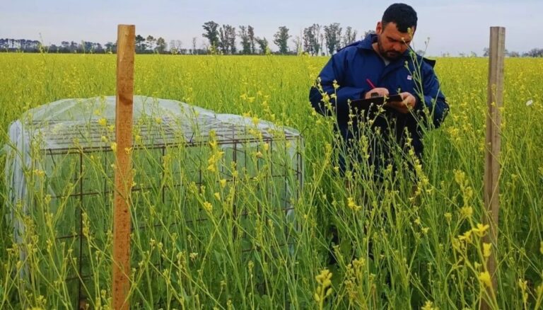 Abejas y carinata: una alianza “bio” que dispara hasta 37% los rindes y abre una nueva integración