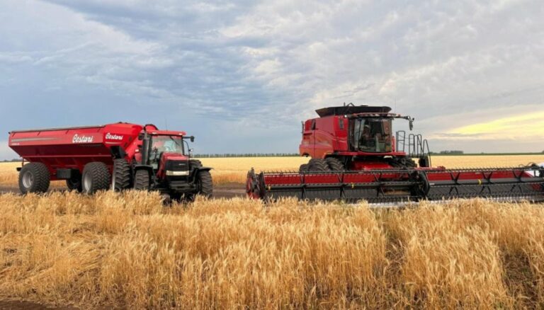 Fue tan buena la campaña de trigo, que sigue sumando hectáreas y toneladas un mes después de finalizada