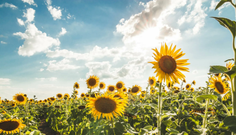 El Gobierno confirma que la cosecha de girasol quedará en la historia: tras 27 años, batirá el récord