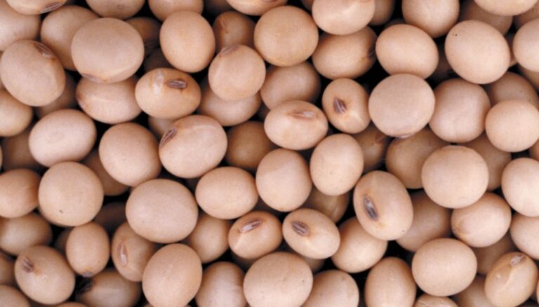 La primera soja, desde el norte: un lote de Formosa inauguró la cosecha 2025/26