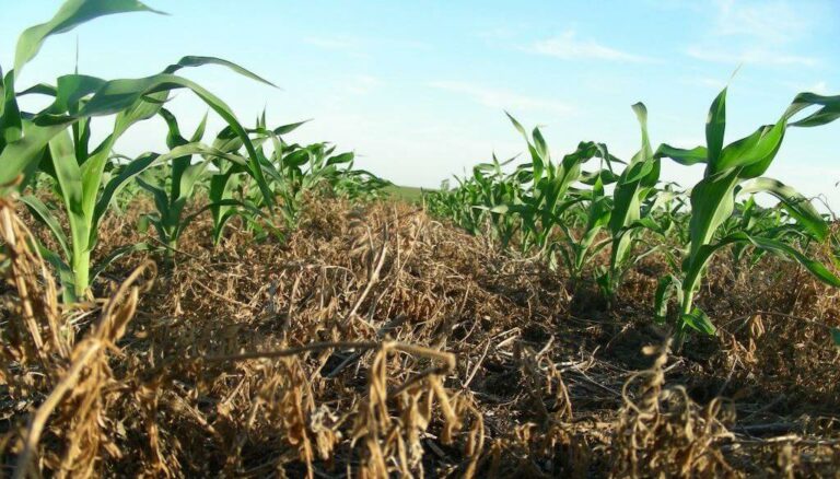 Una dupla para triunfar: con la vicia como antecesora, el maíz rinde hasta 54% más