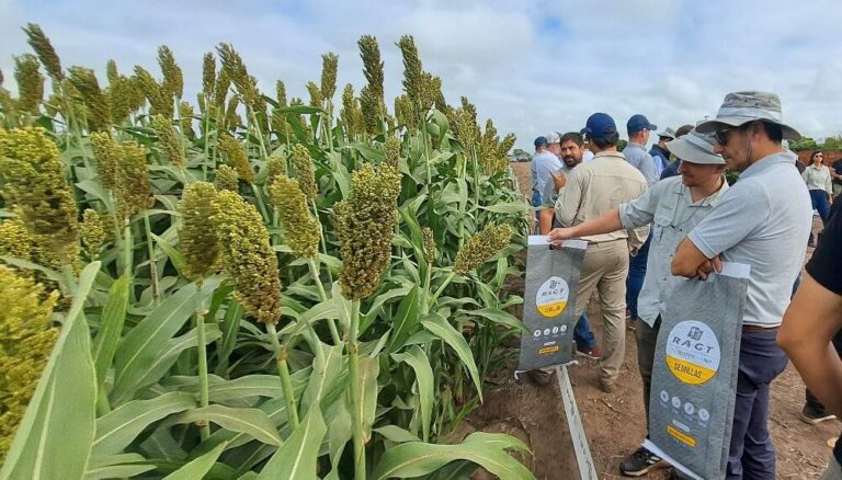 Puede rendir hasta 14.000 kilos por hectárea: la hora de que el sorgo deje de ser solo un cultivo marginal Puede rendir hasta 14.000 kilos por hectárea: la hora de que el sorgo deje de ser solo un cultivo marginal