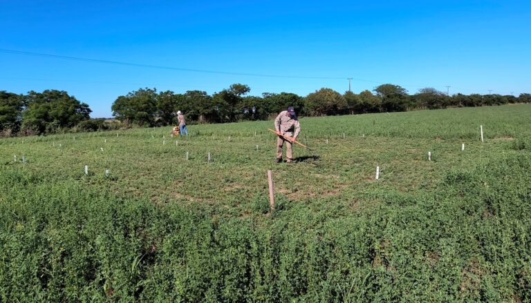 Pasturas: cómo duplicar el rendimiento forrajero con la adopción de bioestimulantes