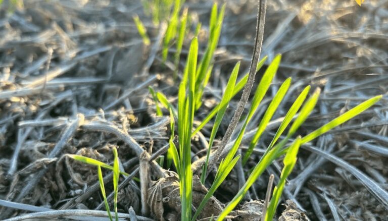 Los costos juegan en contra: desde Córdoba anticipan que la siembra de trigo probablemente caiga Los costos juegan en contra: desde Córdoba anticipan que la siembra de trigo probablemente caiga