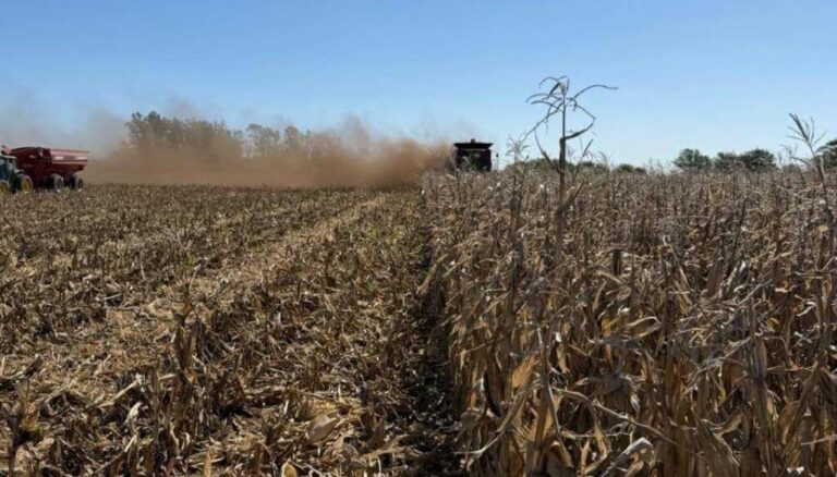 Un cisne negro para el maíz: reapareció el carbón de la panoja y “hace polvo” los rindes