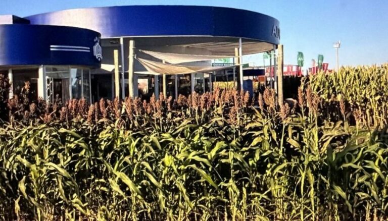 La ciencia fortalece al sorgo: en Argentina descubrieron cómo evitar el brotado previo a la cosecha