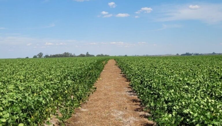 Por el camino de la menor huella de carbono: la agricultura regenerativa se fortalece en Argentina
