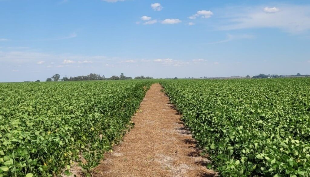 Por el camino de la menor huella de carbono: la agricultura regenerativa se fortalece en Argentina